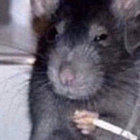 m_a_g_n_u_s thumbnail