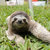 sarcasticsloth thumbnail
