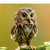 owl thumbnail