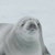 frillyseal thumbnail