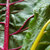 rainbowchard thumbnail