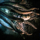 Lord Pulpo thumbnail