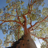 Angophora - Scenes | Angophora | Ken Oath Records
