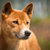 Dingo thumbnail