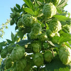 Brewer1 thumbnail
