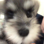 Naiths thumbnail