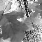 black_bamboo thumbnail