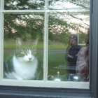 lalubirdie thumbnail