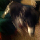 m roar thumbnail