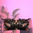 maximo  thumbnail