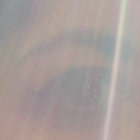 penelopetree thumbnail