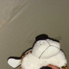 tyger thumbnail