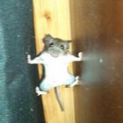 sleepingtoads thumbnail