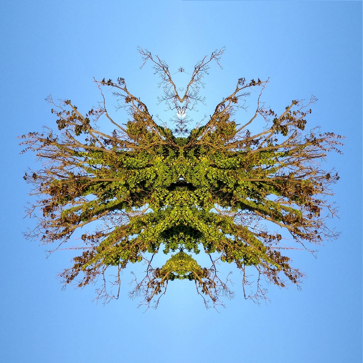 The Inkblot Tree (Free Download) | The Inkblot Tree