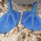 Blufooted thumbnail