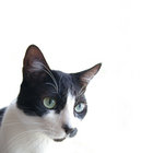 Ted thumbnail