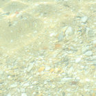 sidbrown thumbnail