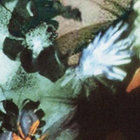 gecherrill thumbnail