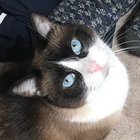 pipalk thumbnail