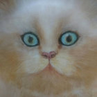 Jack thumbnail