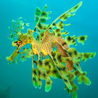 LeafySeaDragon thumbnail