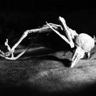 Sepulcrum vacuum thumbnail