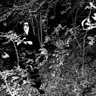 shallowgravelurker thumbnail