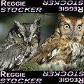 Reggie Stocker image
