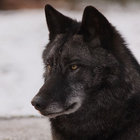 loup-noir thumbnail