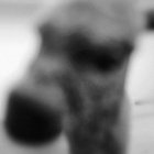 osgurt thumbnail