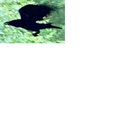 theumis thumbnail
