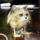 barbie-qu thumbnail