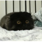 hussaina thumbnail