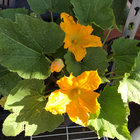 ginger_petunia thumbnail