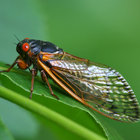 Cicada_Friend thumbnail