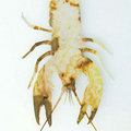 Crayfish image