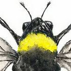 bee's ears thumbnail