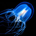 Music Based Lifeform thumbnail