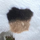 pguff thumbnail
