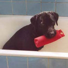 Hund thumbnail