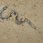 Ron Stauber thumbnail