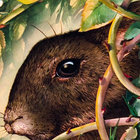 We Are Rabbits thumbnail