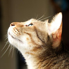 merfrei thumbnail