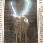 13antlers thumbnail