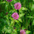 red_clover thumbnail
