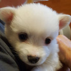 whiteaugiedoggy thumbnail