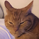shloompo thumbnail