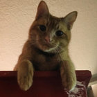 happycatbasket thumbnail