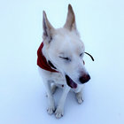 emma_troubadour thumbnail