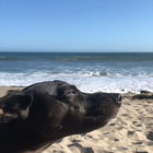 Frances Joyner thumbnail
